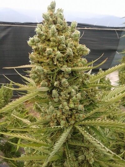 Auto Malawi x Northern Lights Autoflower by Ace Seeds