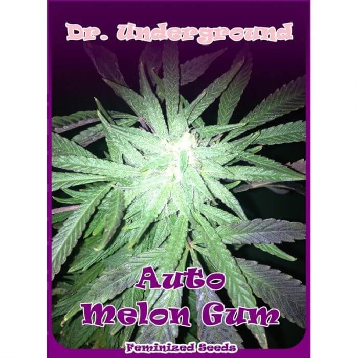 Auto Melon Gum Autoflower by Dr. Underground Seeds