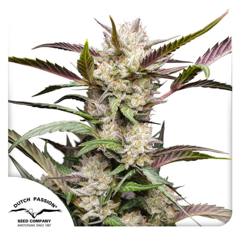 Auto Mimosa Punch Autoflower by Dutch Passion