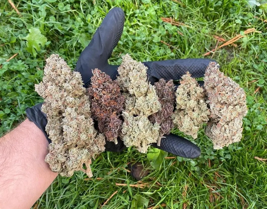 Auto Mix Pack Autoflower by Fast Buds