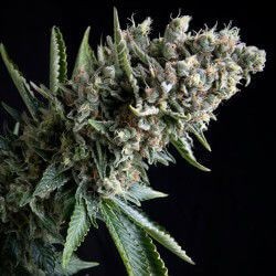 Auto Nefertiti Autoflower by Pyramid Seeds