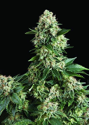 Auto New York City Autoflower by Pyramid Seeds