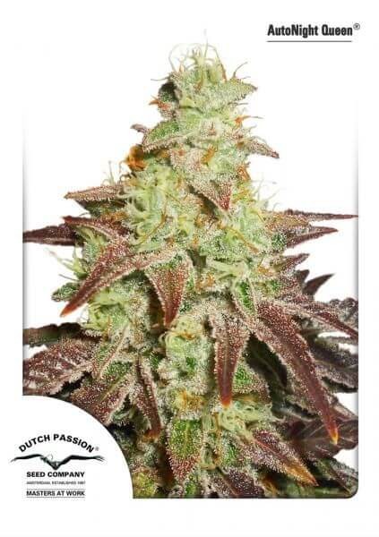 Auto Night Queen Autoflower by Dutch Passion