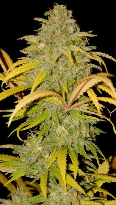 Auto Northern Cream Autoflower by Mr. Hide Seeds