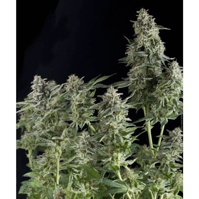 Auto Northern Lights Autoflower by Pyramid Seeds