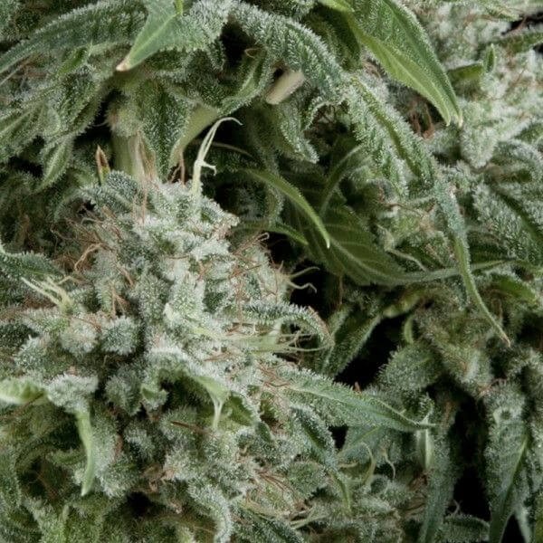 Auto Northern Lights CBD Autoflower by Pyramid Seeds