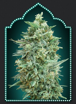 Auto Northern Lights XXL Autoflower by 00 Seeds Bank