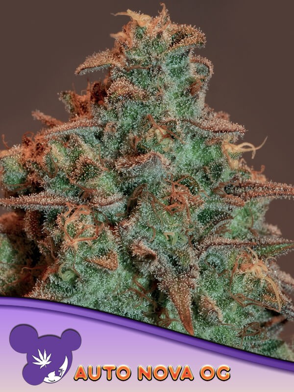 Auto Nova OG Autoflower by Anesia Seeds
