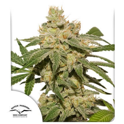 Auto Oh My Gusher Autoflower by Dutch Passion