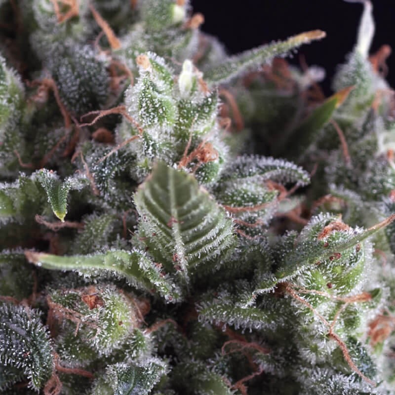 Auto Olympia Autoflower by Pyramid Seeds