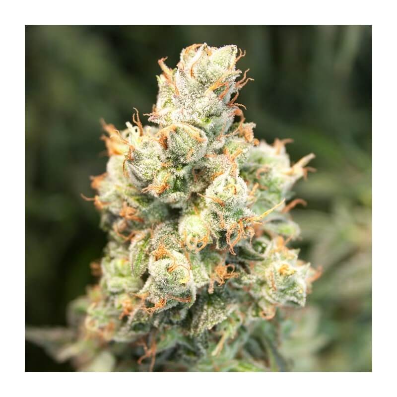 Auto Orange Bud Autoflower by Dutch Passion