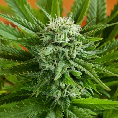 Auto Pineapple Express Autoflower by G13 Labs