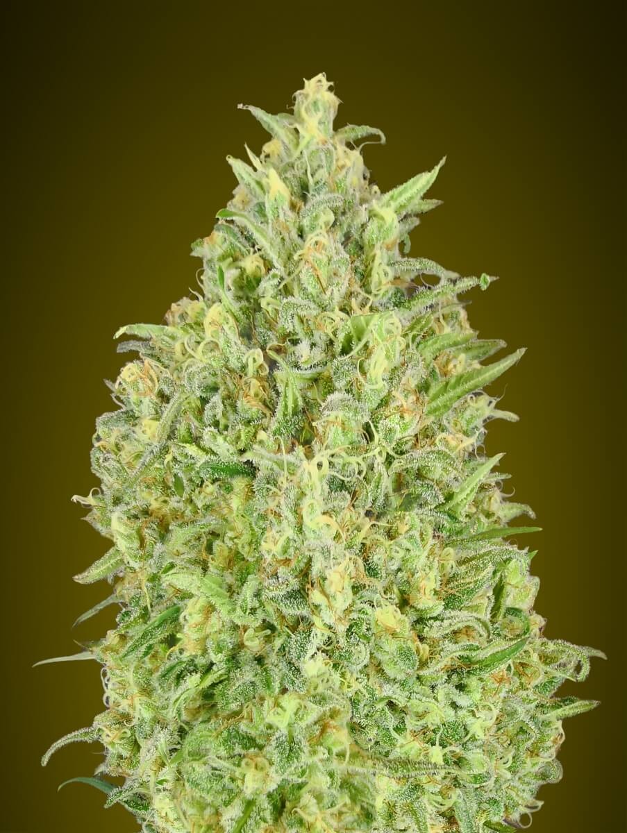 Auto Pineapple Glue Autoflower by Advanced Seeds