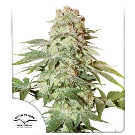 Auto Power Plant Autoflower by Dutch Passion