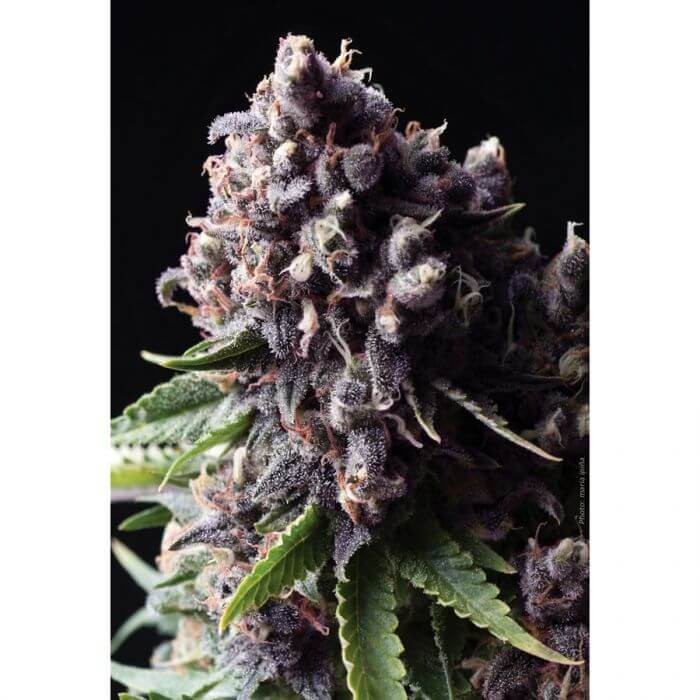 Auto Purple Autoflower by Pyramid Seeds