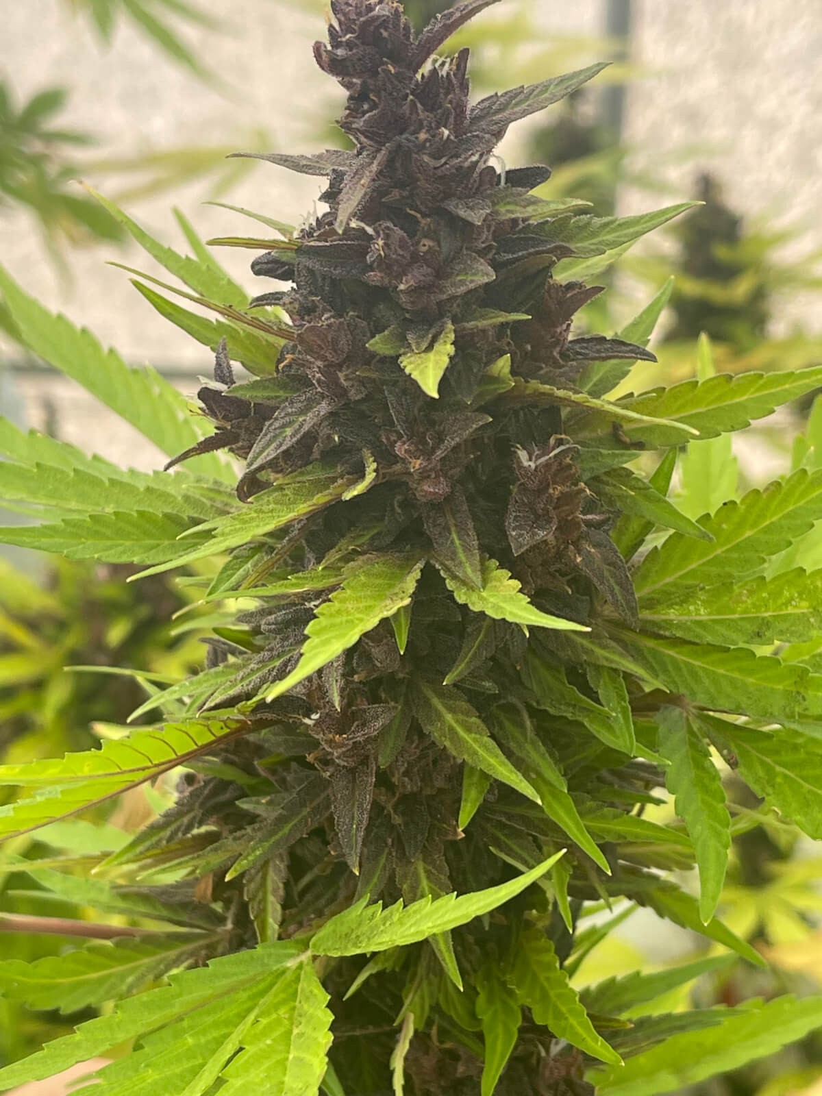 Auto Purple Rich CBD Autoflower by Mr. Hide Seeds