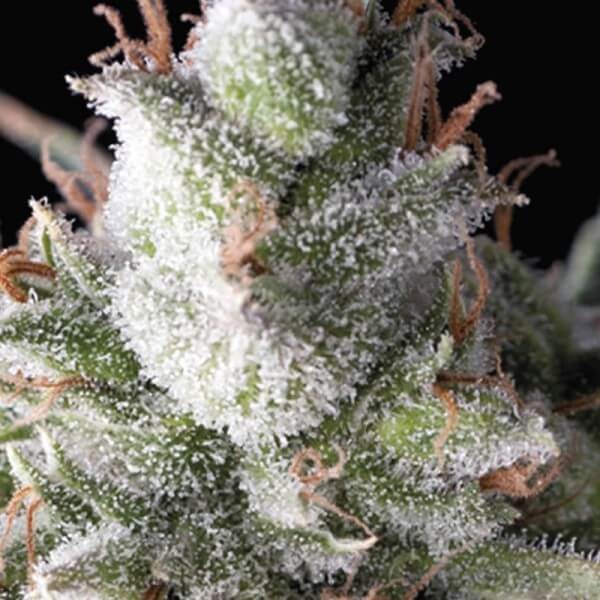 Auto Ramses Autoflower by Pyramid Seeds