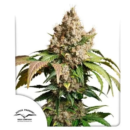 Auto Red Tropicana Cookies Autoflower by Dutch Passion