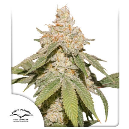 Auto SFV OG Autoflower by Dutch Passion