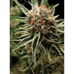 Auto Shark Autoflower by Pyramid Seeds
