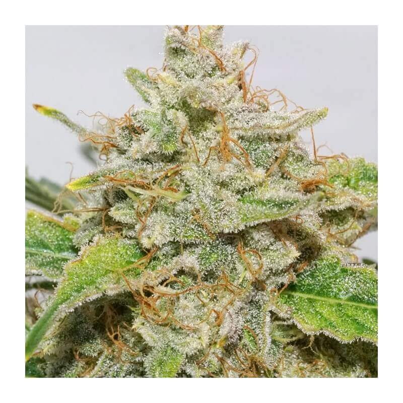 Auto Skywalker Haze Autoflower by Dutch Passion