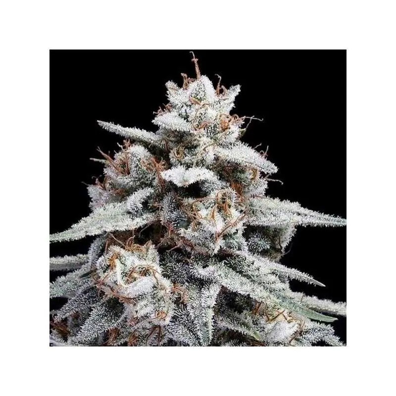Auto Skywalker Kush Autoflower by DNA Genetics
