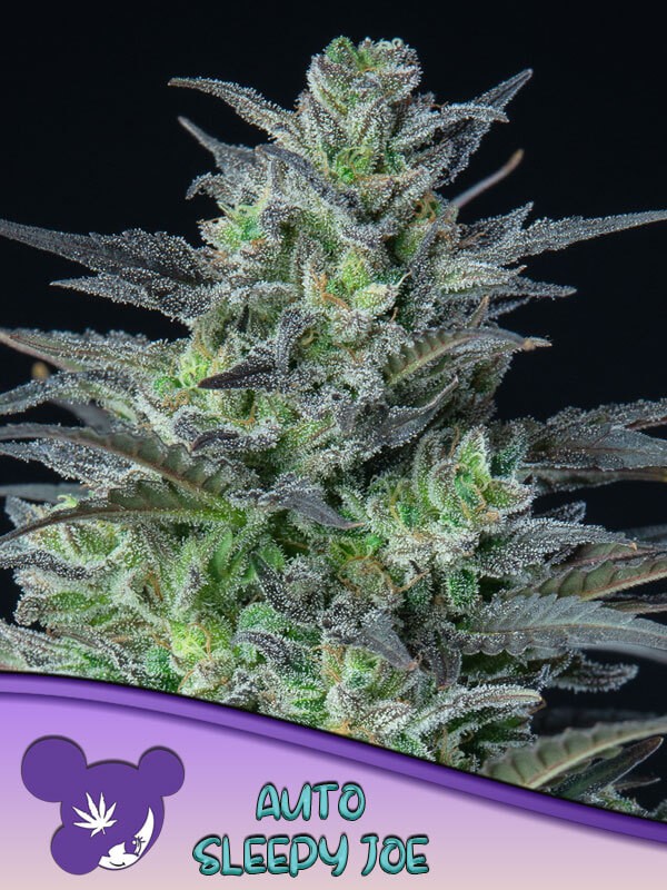 Auto Sleepy Joe Autoflower by Anesia Seeds