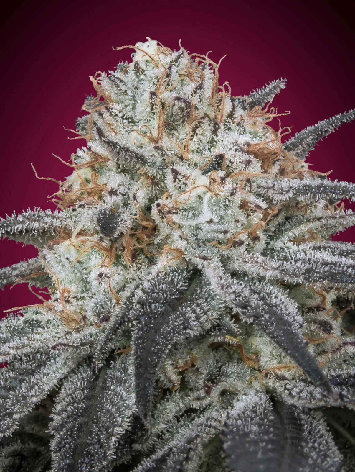 Auto Slurricane Autoflower by Advanced Seeds