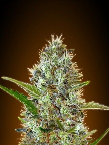 Auto Somango Autoflower by Advanced Seeds