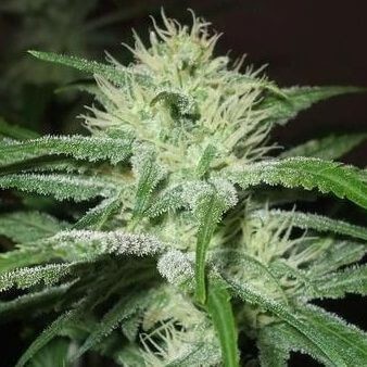 Auto Speed Bud Autoflower by Female Seeds