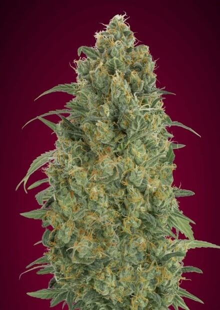 Auto Strawberry Gum Autoflower by Advanced Seeds