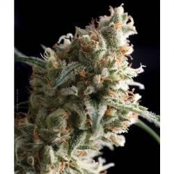 Auto Super Hash Autoflower by Pyramid Seeds