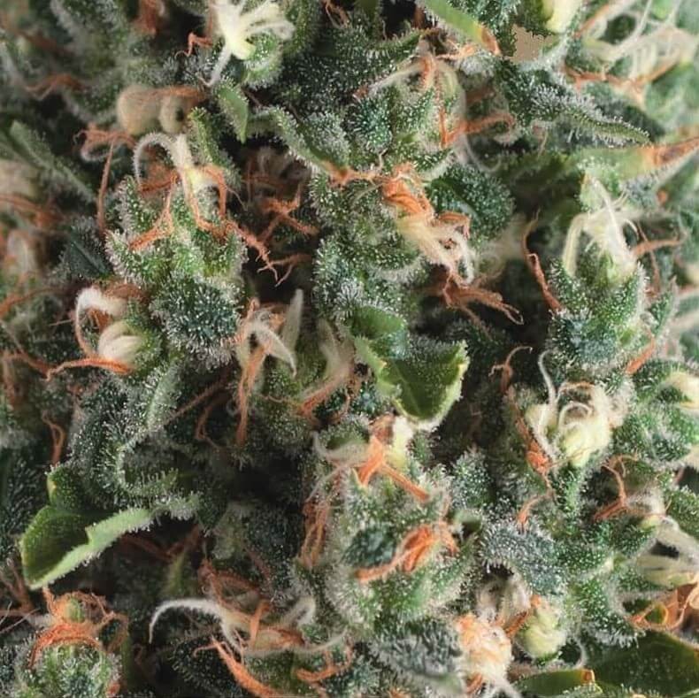 Auto Super OG Kush Autoflower by Pyramid Seeds