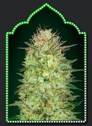 Auto Sweet Critical Autoflower by 00 Seeds Bank