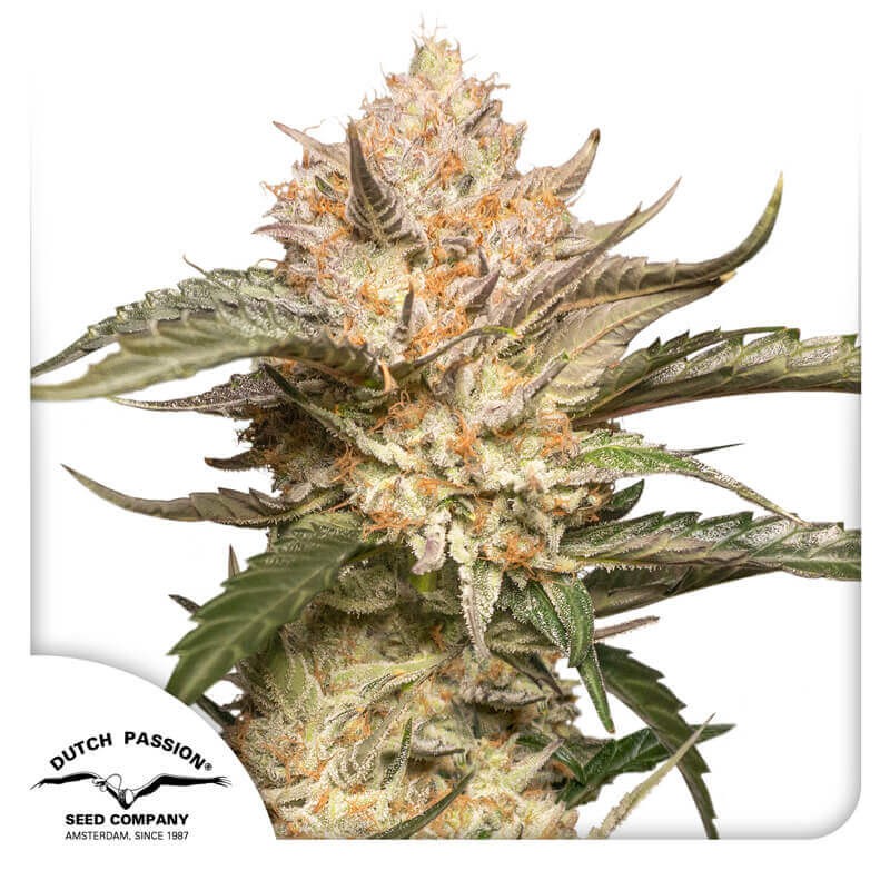 Auto Trichome and Cream Autoflower by Dutch Passion