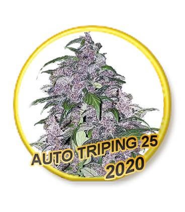 Auto Triping 25 Autoflower by Mr. Hide Seeds