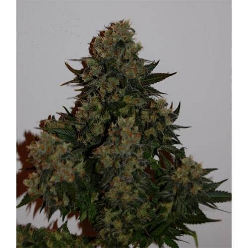 Auto Tutankhamon Autoflower by Pyramid Seeds