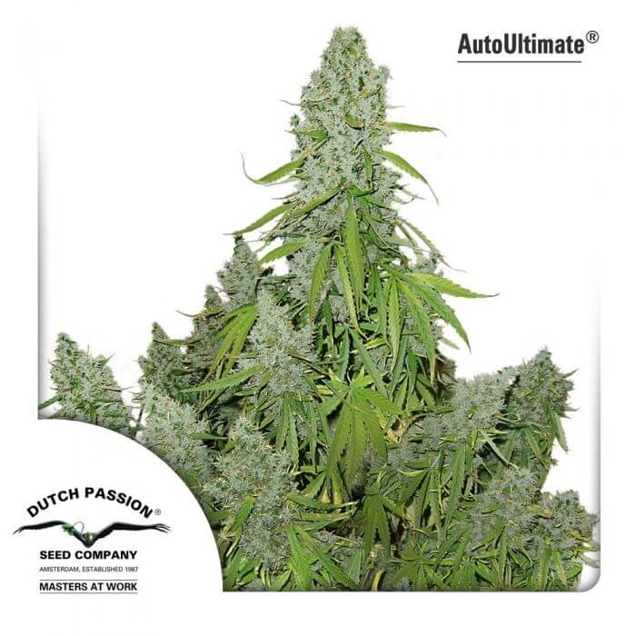 Auto Ultimate Autoflower by Dutch Passion