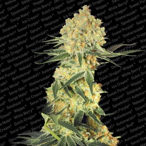 Auto Wappa Autoflower by Paradise Seeds