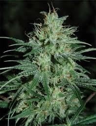 Auto Wembley Autoflower by Pyramid Seeds