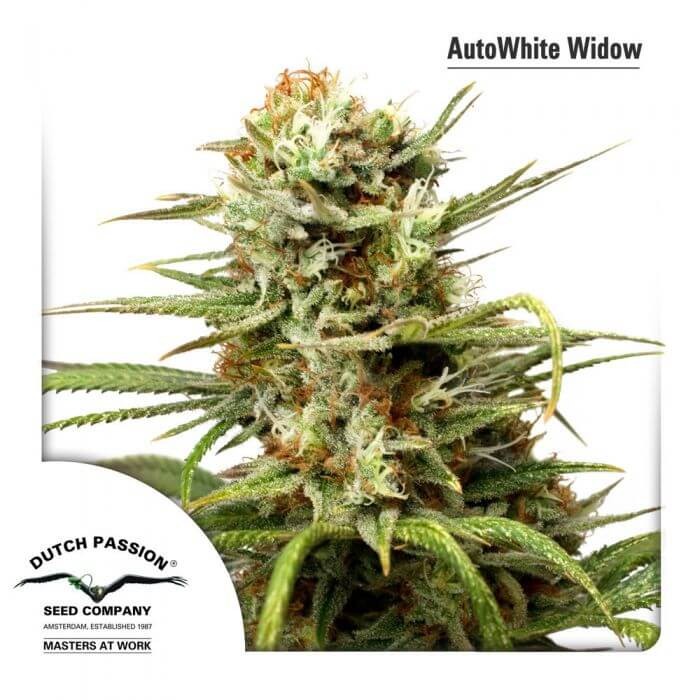 Auto White Widow Autoflower by Dutch Passion