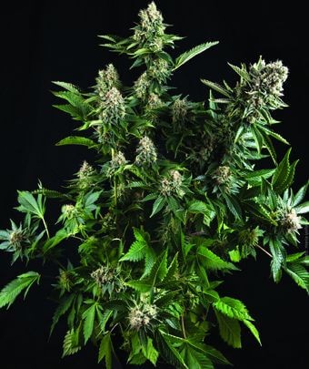Auto White Widow Autoflower by Pyramid Seeds