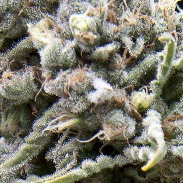 Auto White Widow CBD Autoflower by Pyramid Seeds