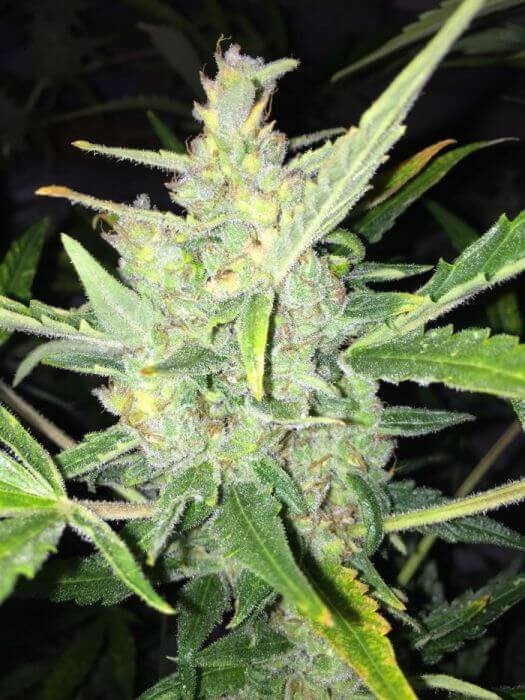 Auto White Widow x Big Bud Autoflower by Female Seeds