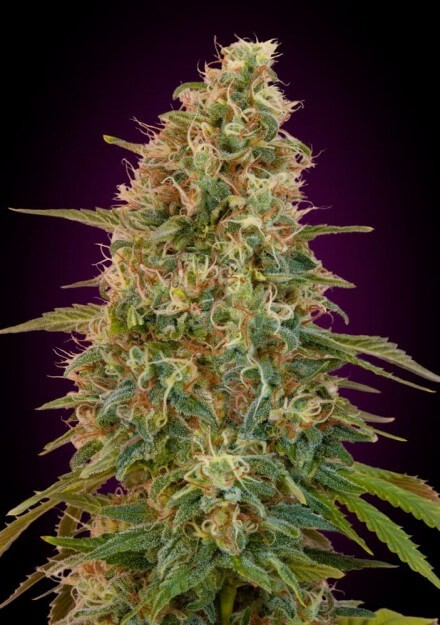 Auto Zkittlez Autoflower by Advanced Seeds