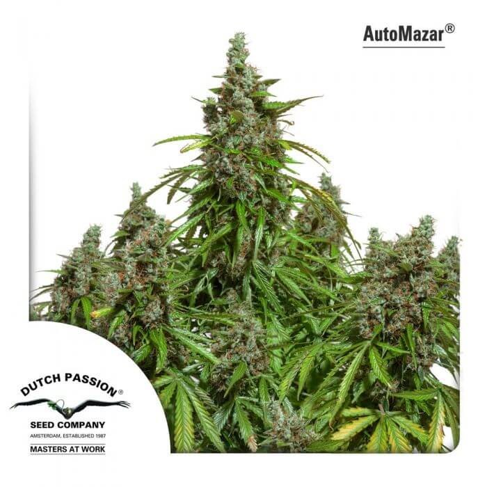 AutoMazar Autoflower by Dutch Passion