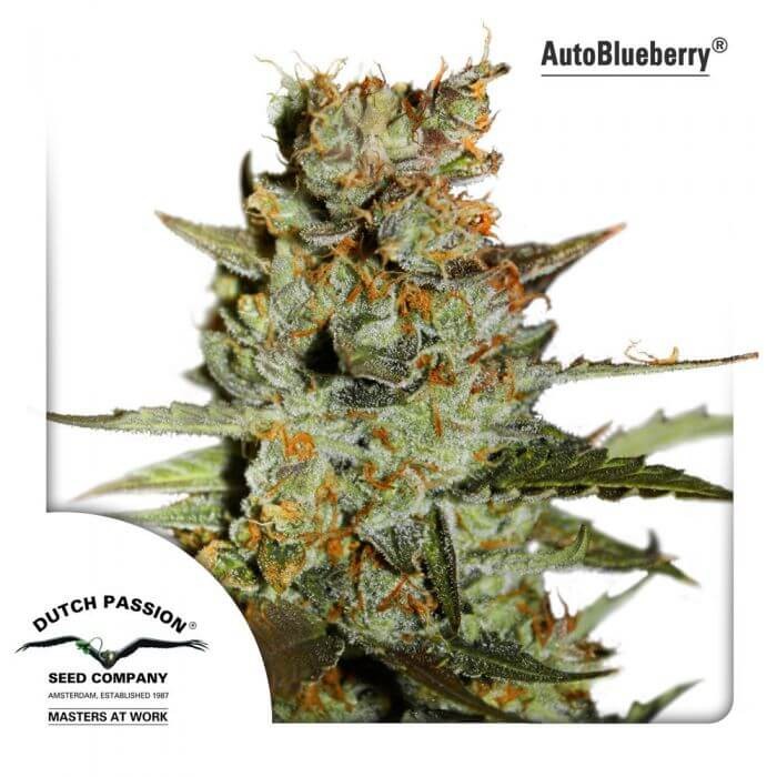 Autoblueberry Autoflower by Dutch Passion