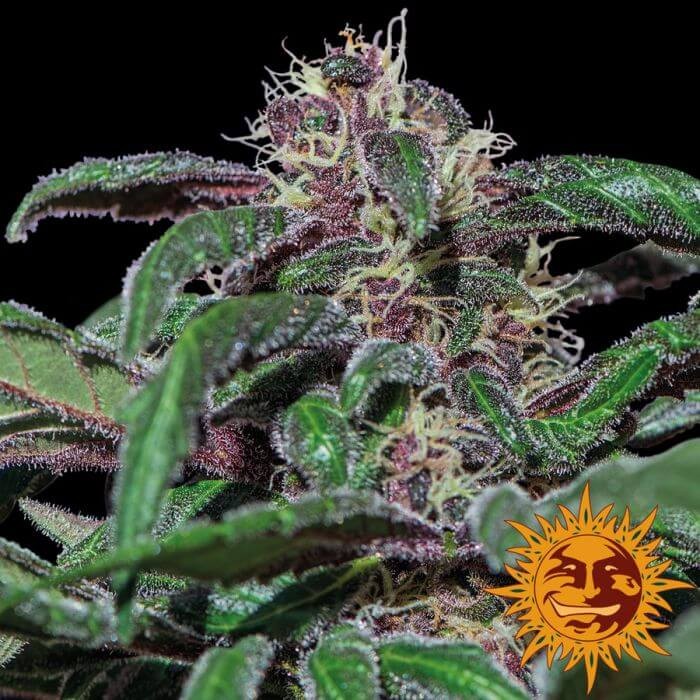 Ayahuasca Purple Feminized by Barneys Farm