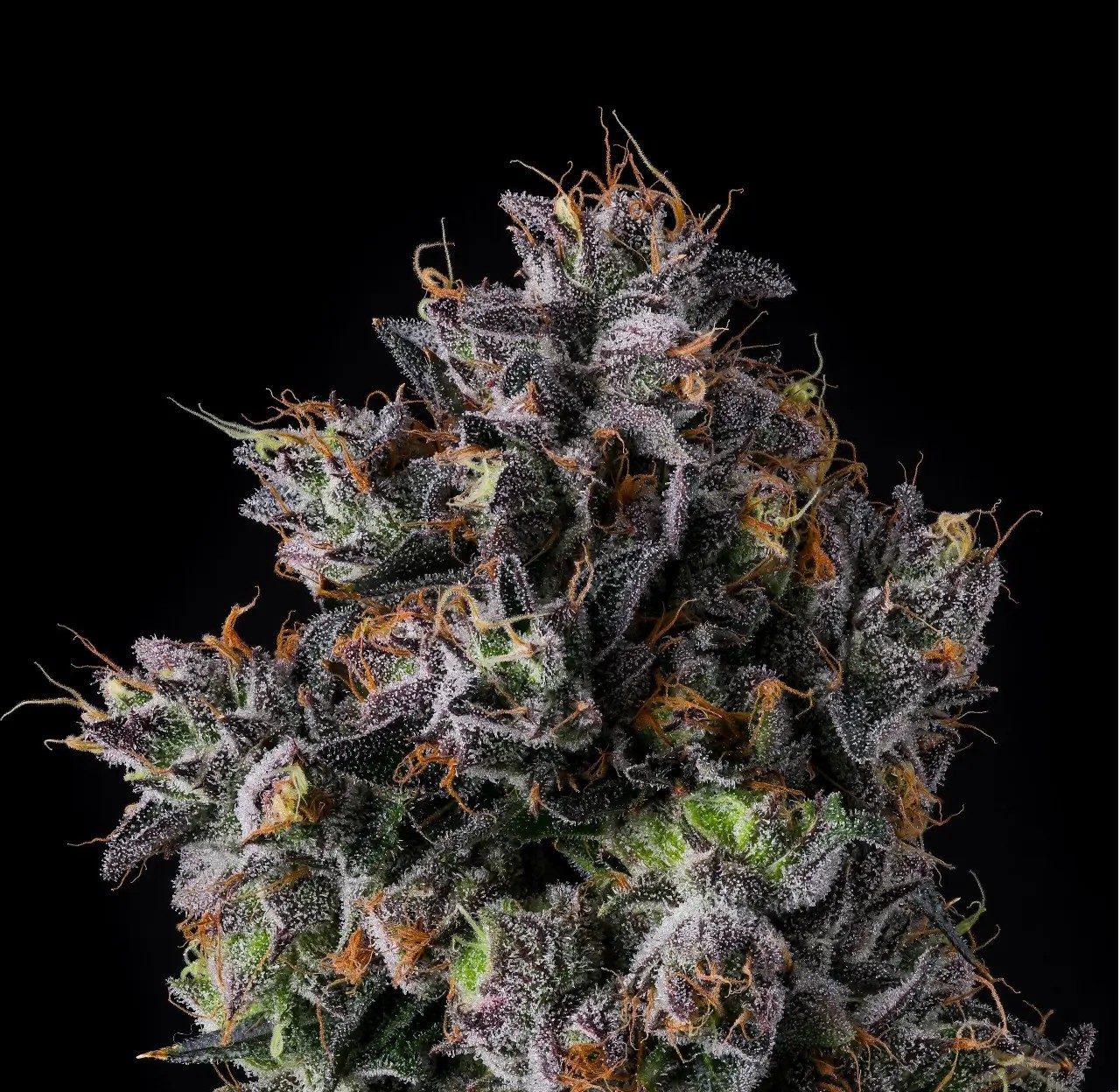 Azulcar Feminized by Nine Weeks Harvest