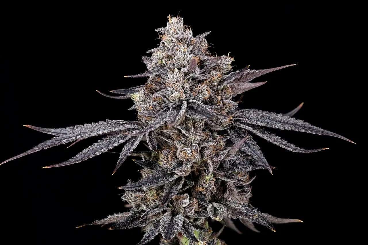 Azulcar S1 Feminized by Nine Weeks Harvest